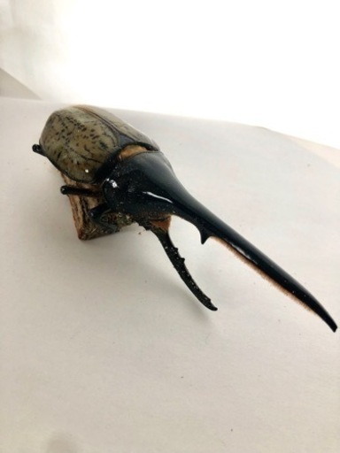 136mmDH.ヘラクレスオオカブト配送可