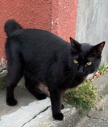 捨てられた猫 オス 成猫 しつけばっちりかわいい黒猫 (でるた) 三沢の