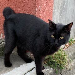 捨てられた猫 オス 成猫 しつけばっちりかわいい黒猫