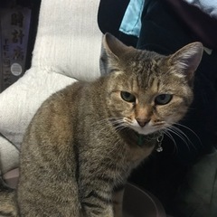 迷い猫 猫探し 保護猫