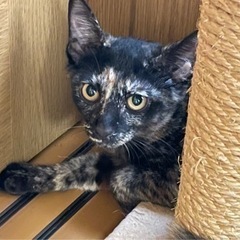 人慣れ修行中　少し怖がりなサビ猫の女の子　こもんちゃん