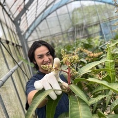 沖縄で自然栽培のマンゴーを勉強しませんか？（宿舎付き）マンゴー大学 − 沖縄県