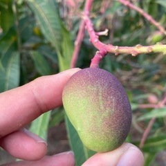 沖縄で自然栽培のマンゴーを勉強しませんか？（宿舎付き）マンゴー大学 - その他