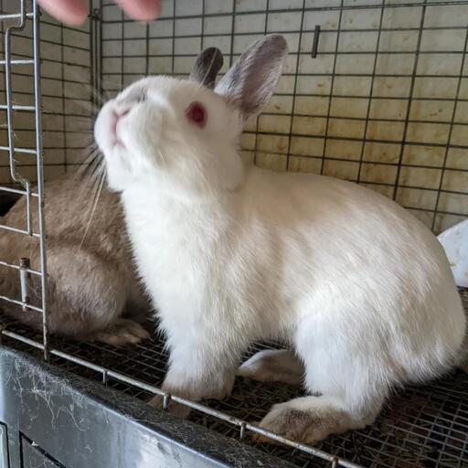 ブルーヒマラヤン ネザーランドドワーフ いちごま 森林公園のその他のペットの無料広告 無料掲載の掲示板 ジモティー