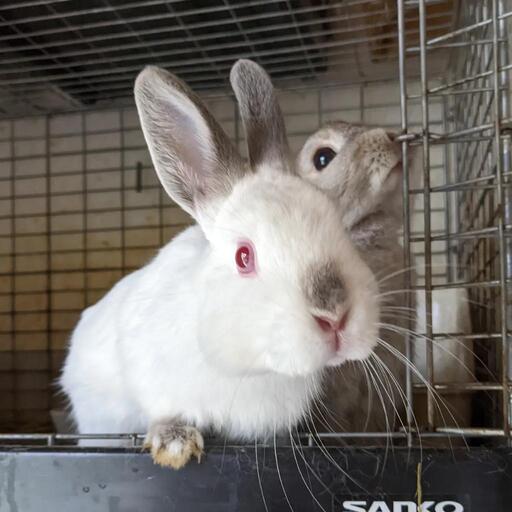 ブルーヒマラヤン ネザーランドドワーフ いちごま 森林公園のその他のペットの無料広告 無料掲載の掲示板 ジモティー