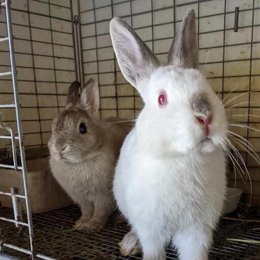 ブルーヒマラヤン ネザーランドドワーフ いちごま 森林公園のその他のペットの無料広告 無料掲載の掲示板 ジモティー