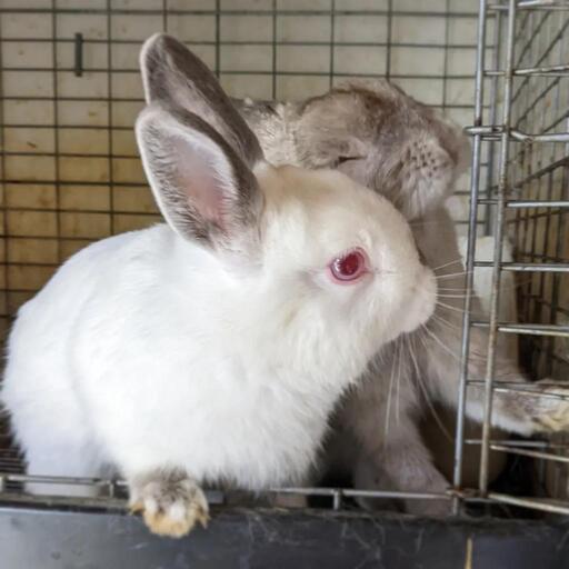 ブルーヒマラヤン ネザーランドドワーフ いちごま 森林公園のその他のペットの無料広告 無料掲載の掲示板 ジモティー