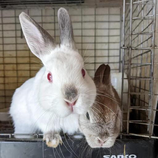 ブルーヒマラヤン ネザーランドドワーフ いちごま 森林公園のその他のペットの無料広告 無料掲載の掲示板 ジモティー