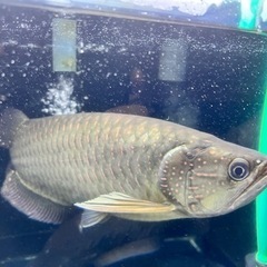 ノーザンバラムンディ　大型魚　アロワナ  水槽