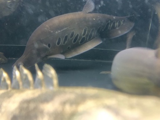 スポッテットナイフ 大型魚 水槽