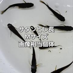 サタンヒレ長メダカ。7匹くらい。Mサイズ②