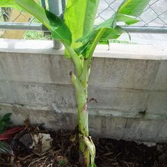 バナナの木2本です。約１ｍ。無農薬、自然栽培。大きいのと小さめの...