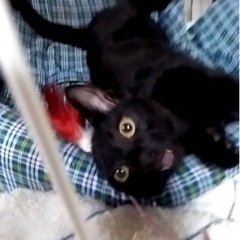 黒猫の子猫3ヶ月半か4ヶ月の画像