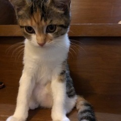 【お迎え準備中】子猫の里親さん募集しております！の画像