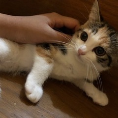 【お迎え準備中】子猫の里親さん募集しております！ - 加東市