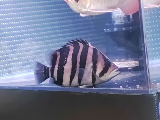 ダトニオプラスワン手のひらサイズ