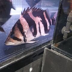 ダトニオプラスワン手のひらサイズ