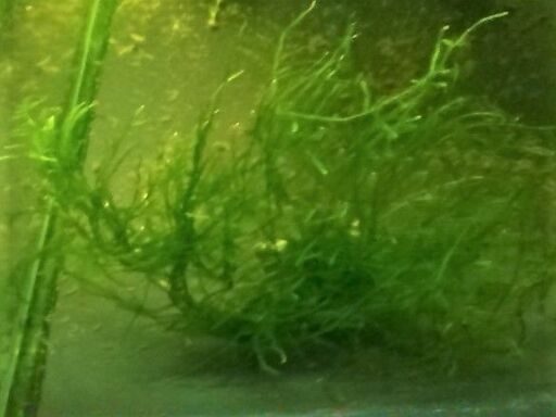 取引中 ウィローモスメダカ水槽に如何ですか たーさん 徳庵のその他の中古あげます 譲ります ジモティーで不用品の処分 取引中 ウィローモスメダカ水槽に如何ですか たーさん 徳庵のその他の中古あげます 譲ります ジモティーで不用品の処分