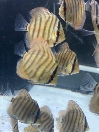 ディスカス10匹