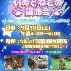 猫、犬譲渡会開催！！