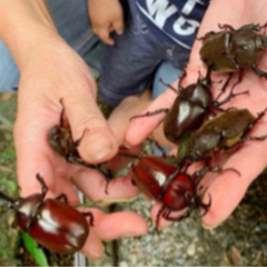 【最短当日渡し】★カブトムシ オス・メス 300匹以上★ クワガ...