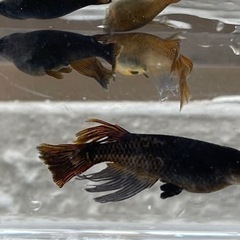 メダカ　サタン　稚魚　1匹100円  かほるこばばあのメダカちゃ...