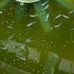 飼えなくなったメダカ・金魚引き取ります。