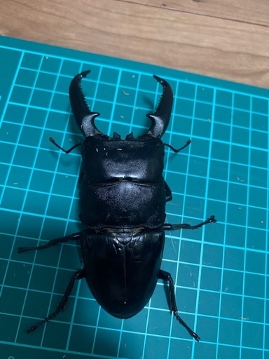 パラワンヒラタクワガタ　104.5㎜　♂単品