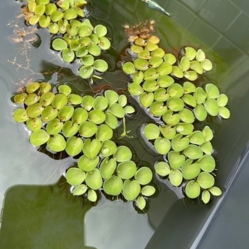 浮草メダカ 金魚などに100円 量に応じて変動 たまくま60up 西焼津のその他の中古あげます 譲ります ジモティーで不用品の処分