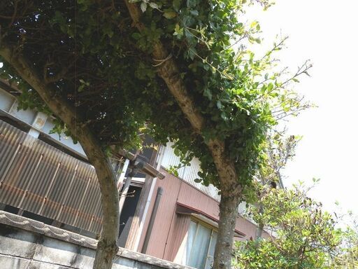アパレル通販サイトランキング 観音寺市 和風庭園 ウバメガシ？ 大きい 横長 門かぶり 横長の木 その他