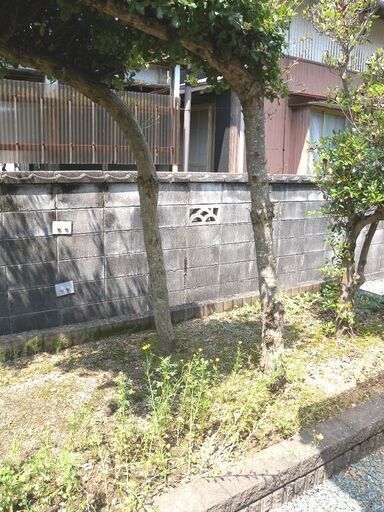 観音寺市 横長の木 門かぶり 横長 大きい ウバメガシ？ 和風庭園