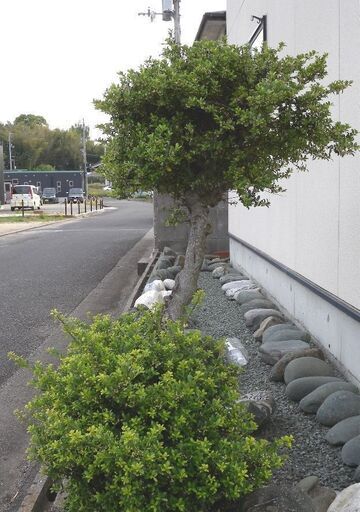観音寺市 植木 庭木 自然の形 横長の木 盆栽風 門かぶり風 キンメツゲ？ 高さ１．２ｍ