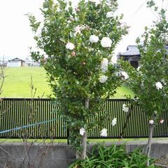観音寺市 椿 ツバキ 花の咲く木 その２ 品種不明 植木 庭木 ...