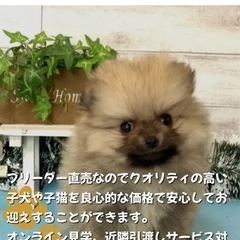 ブリーダーのお店❗️可愛いワンちゃん、ネコちゃん直売いたします🐶😻