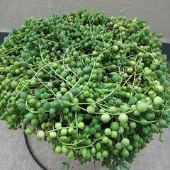 グリーンネックレスB　緑の鈴　多肉植物