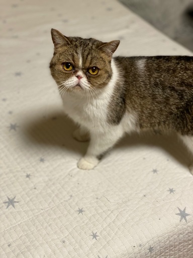 ブサ可愛いエキゾチック 決定致しました Capran 弘前の猫の里親募集 ジモティー
