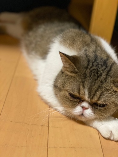 ブサ可愛いエキゾチックショートヘアの女の子 Capran 弘前の猫の里親募集 ジモティー ブサ可愛いエキゾチックショートヘアの女の子 Capran 弘前の猫の里親募集 ジモティー