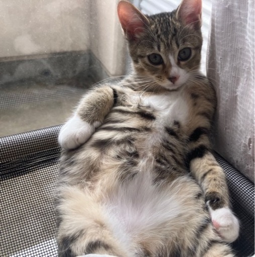 子猫2匹の里親募集 るうたんママ 金沢の猫の里親募集 ジモティー