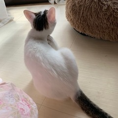 子猫ちゃん美人お顔の猫ちゃん - 猫