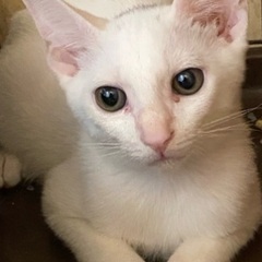 6ヶ月くらいの白い猫の男の子 - 姫路市