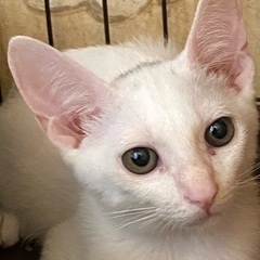 6ヶ月くらいの白い猫の男の子 - 里親募集