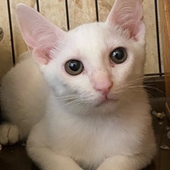 6ヶ月くらいの白い猫の男の子