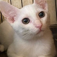 6ヶ月くらいの白い猫の男の子 − 兵庫県