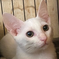 6ヶ月くらいの白い猫の男の子 - 猫