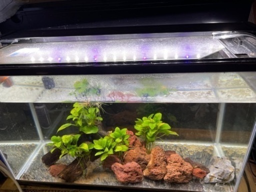 60cm水槽セット おくむら 和光のおもちゃの中古あげます 譲ります ジモティーで不用品の処分