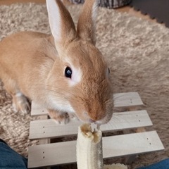 里親が決まりました。ネザーランドドワーフ（うさぎ）※話し中 − 大阪府