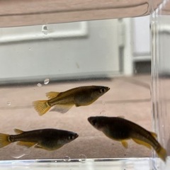 黒豆の中古が安い 激安で譲ります 無料であげます ジモティー
