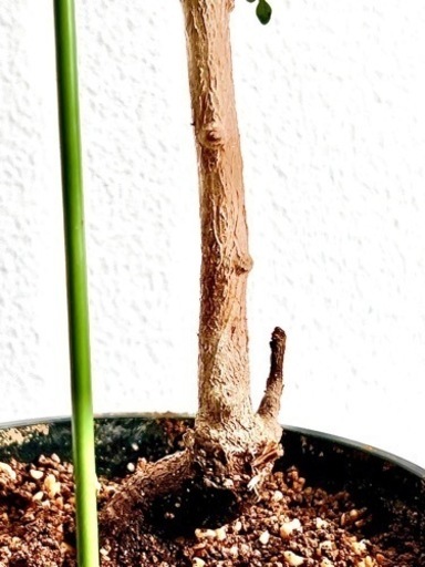 【観葉植物・希少種】65cm オペルクリカリア・デカリー （パワータンク付き大型／根挿し、三年もの）
