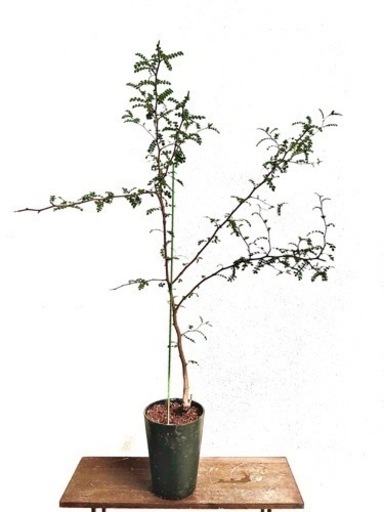 【観葉植物・希少種】65cm オペルクリカリア・デカリー （パワータンク付き大型／根挿し、三年もの）