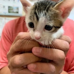 生後1.5ヶ月の子猫ちゃんを貰ってください